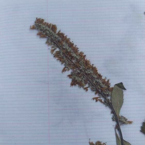 Elsholtzia ciliata Kvet