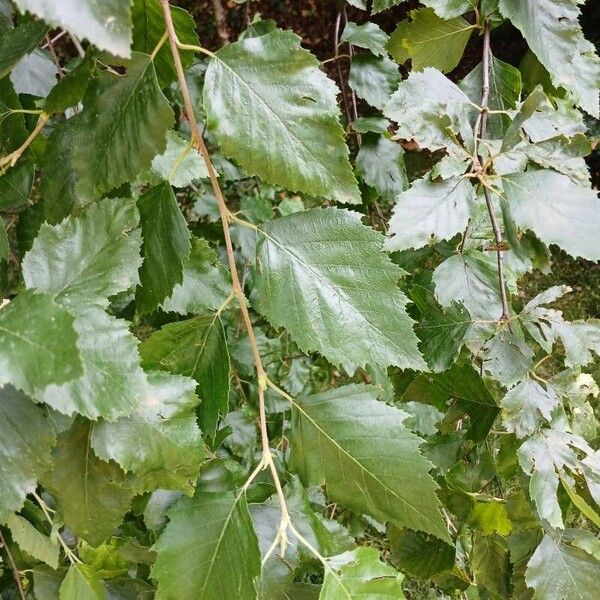 Betula nigra Lapas