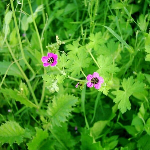 Geranium mascatense Кветка