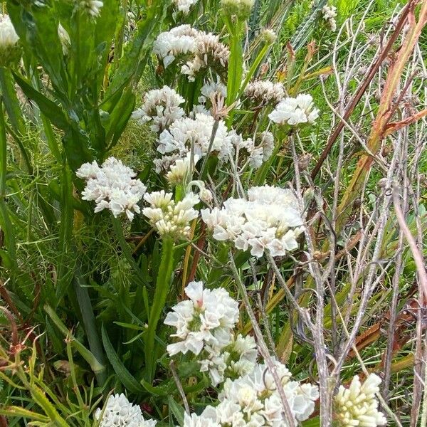 Limonium sinuatum Kwiat