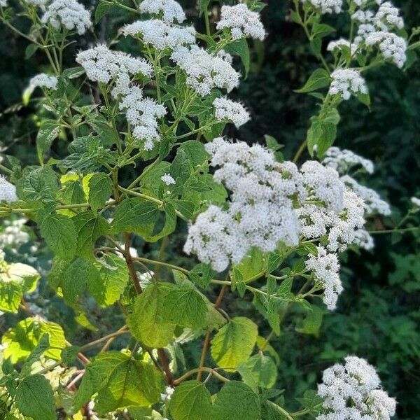 Ageratina altissima फूल