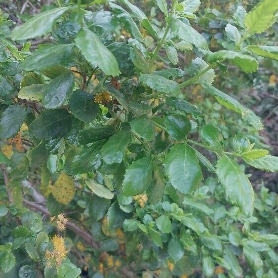 Azara serrata পাতা