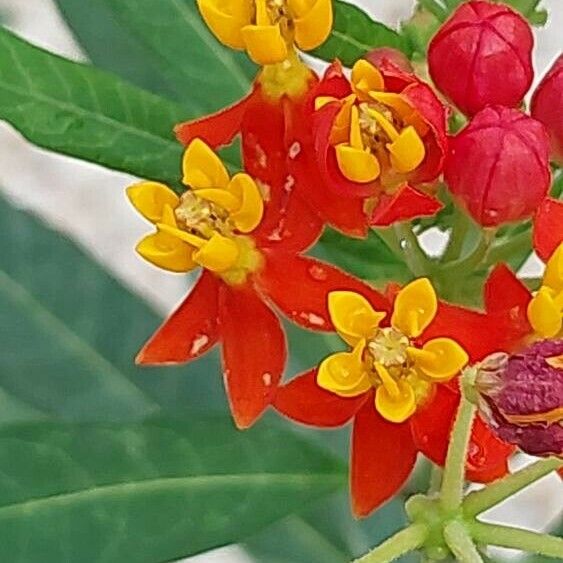 Asclepias syriaca फूल