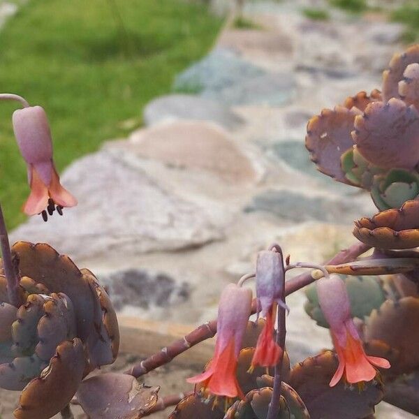 Kalanchoe fedtschenkoi Flor