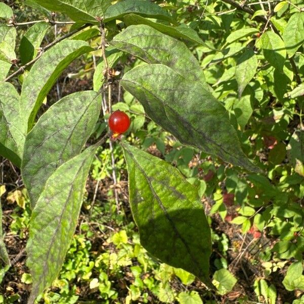 Lonicera maackii Fruit