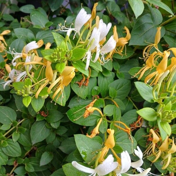 Lonicera japonica Květ