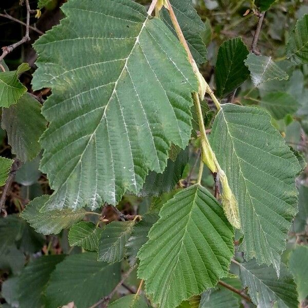 Alnus incana 葉