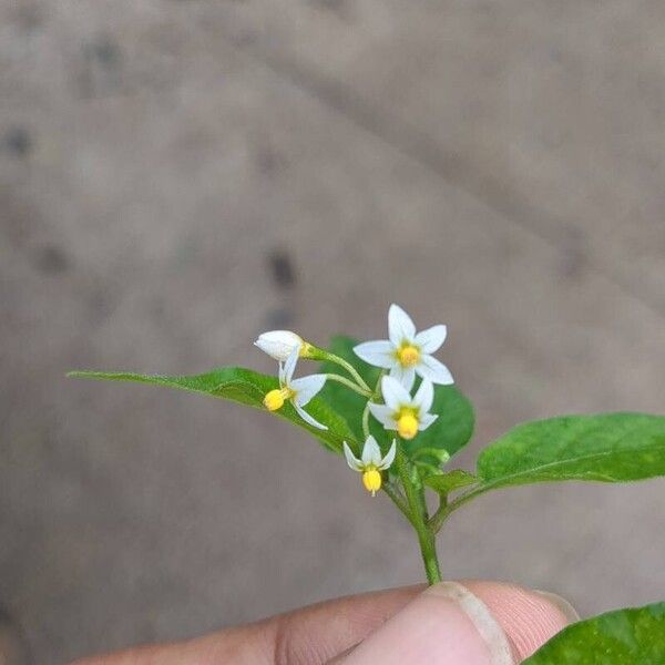 Solanum americanum Fleur