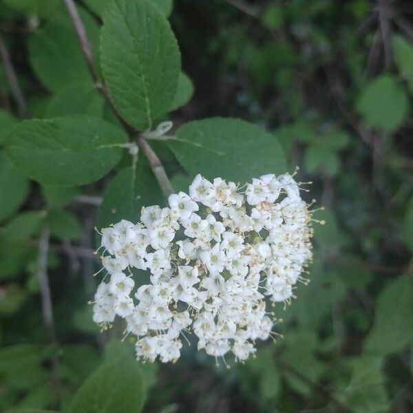 Viburnum lantana 花