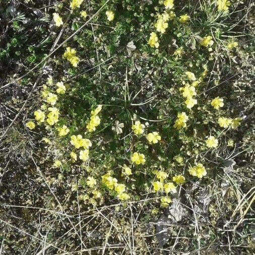 Potentilla pedata Кветка