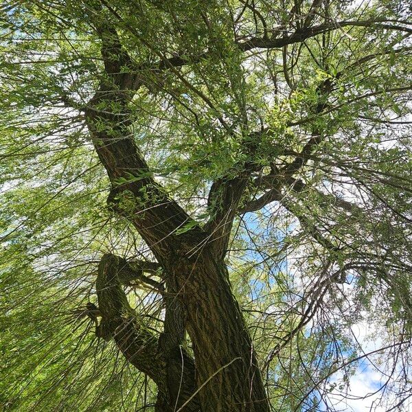 Salix × pendulina Costuma