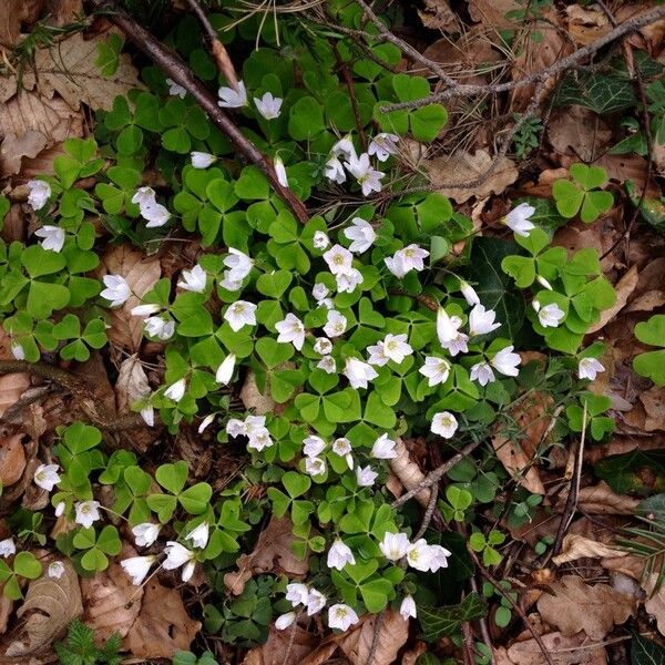 Oxalis acetosella Habitat