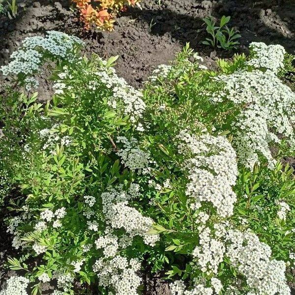 Spiraea nipponica Floare