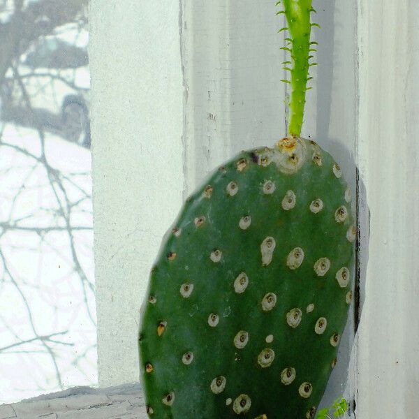 Opuntia ficus-indica Pokrój