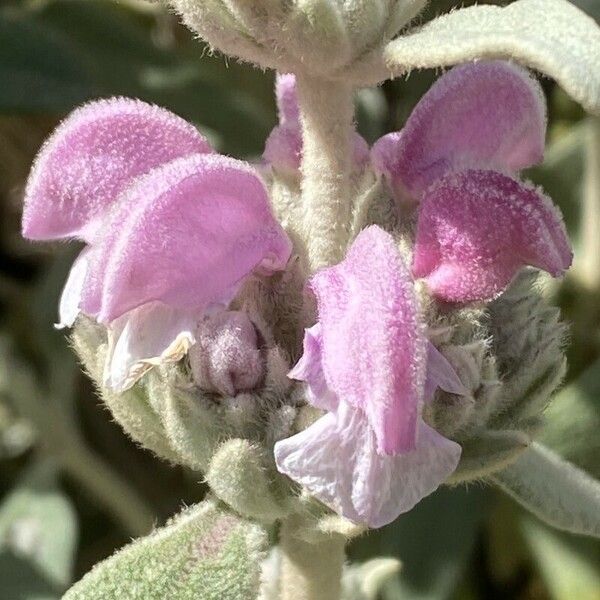 Phlomis purpurea 花