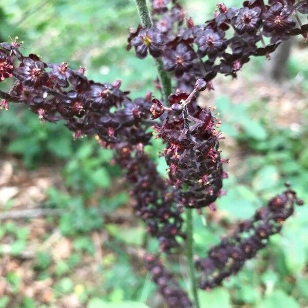 Veratrum nigrum Flower