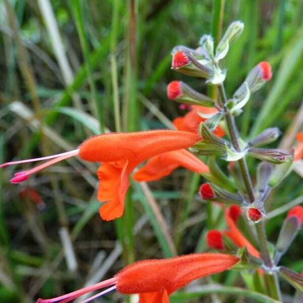 Salvia coccinea Flower