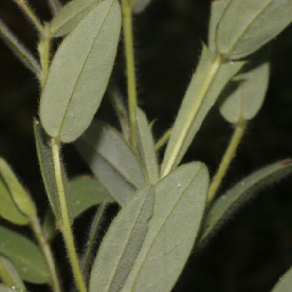 Crotalaria sagittalis Лист