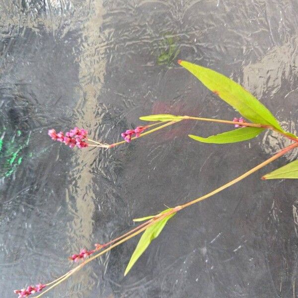 Persicaria longiseta Flor