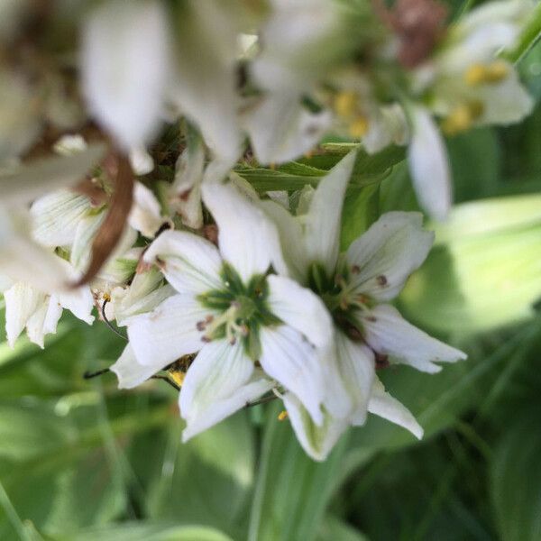 Veratrum californicum Fiore