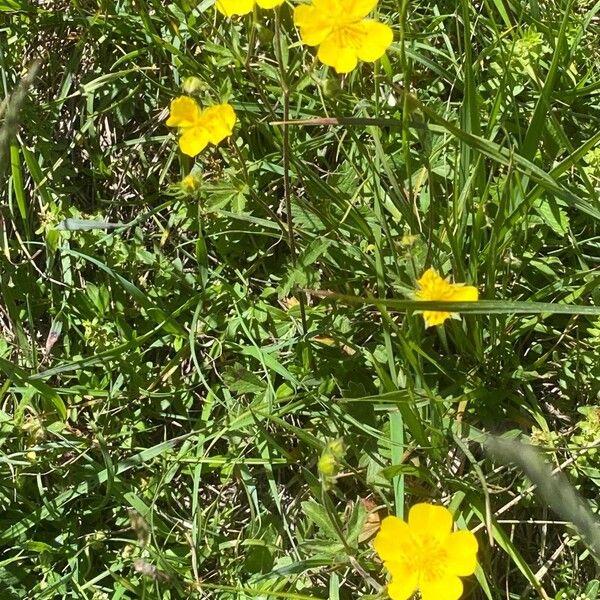 Potentilla grandiflora ശീലം