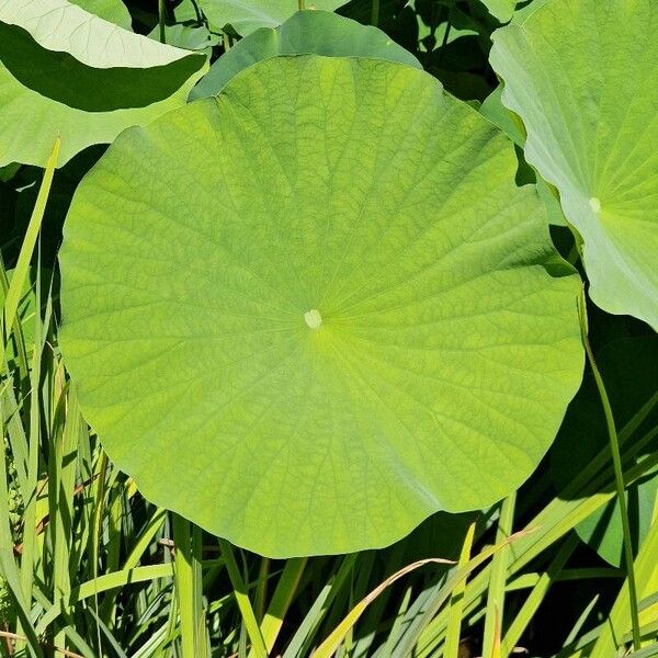 Nelumbo nucifera Lehti