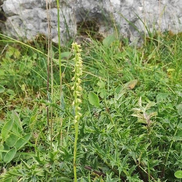 Herminium monorchis Květ