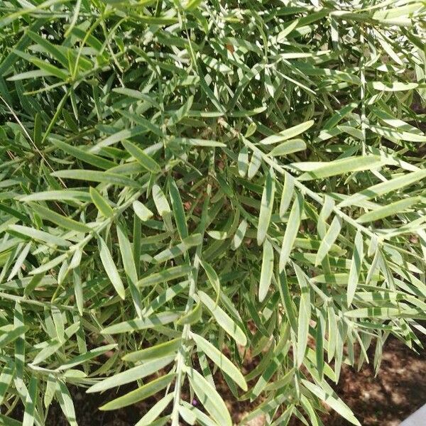 Afrocarpus falcatus برگ