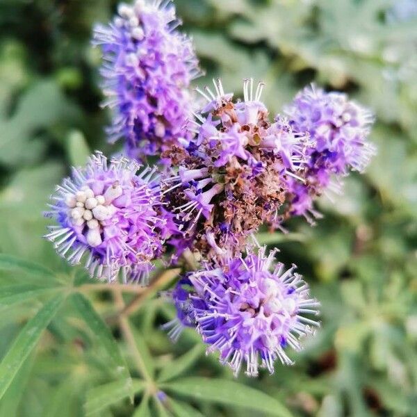 Vitex agnus-castus Flower