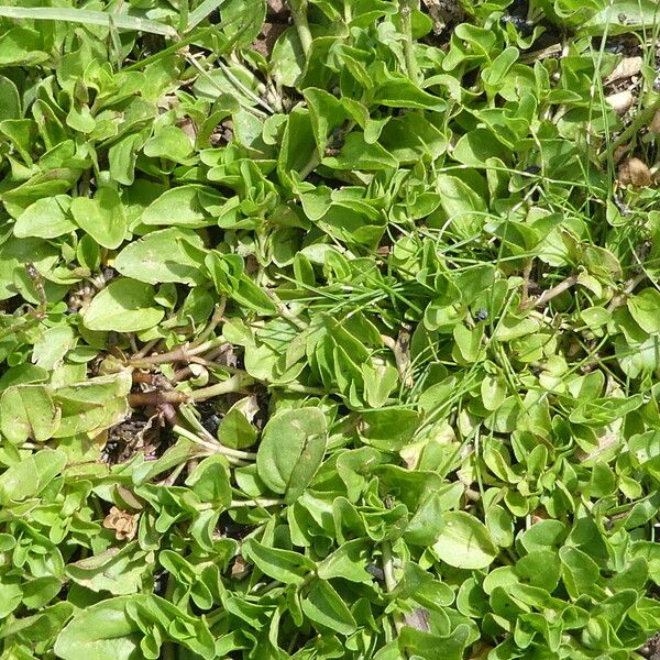 Veronica serpyllifolia Pokrój