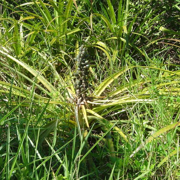 Bromelia antiacantha অভ্যাস