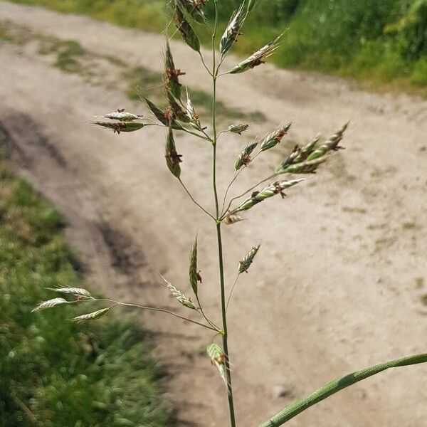 Bromus hordeaceus Blomst