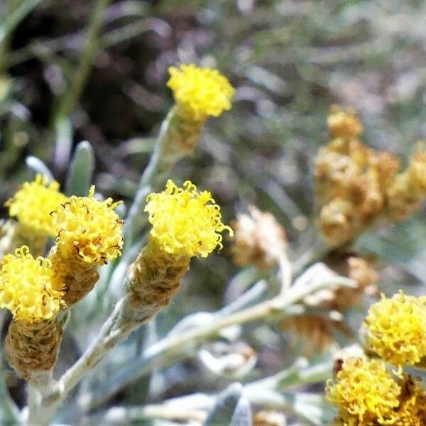 Helichrysum italicum Кветка