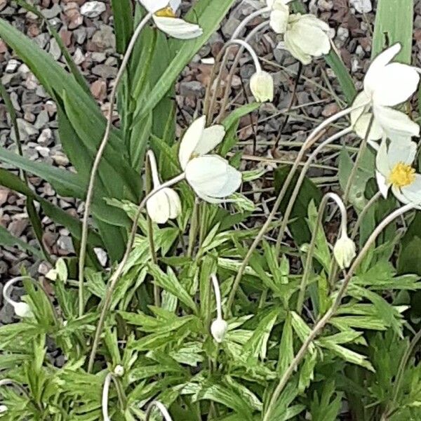 Anemonoides sylvestris Hábitos