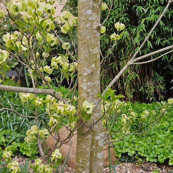 Cornus florida خشب