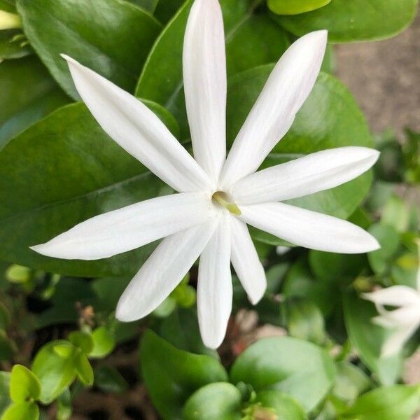 Jasminum laurifolium Blomma