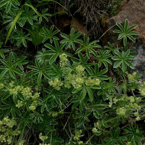 Alchemilla alpigena Cvet