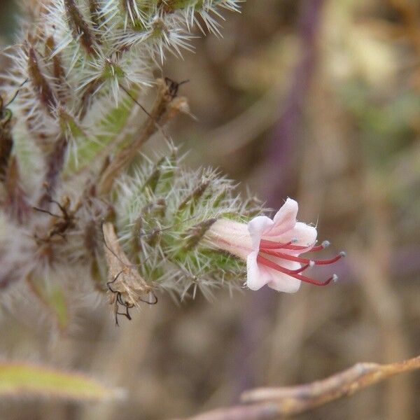Echium asperrimum പുഷ്പം