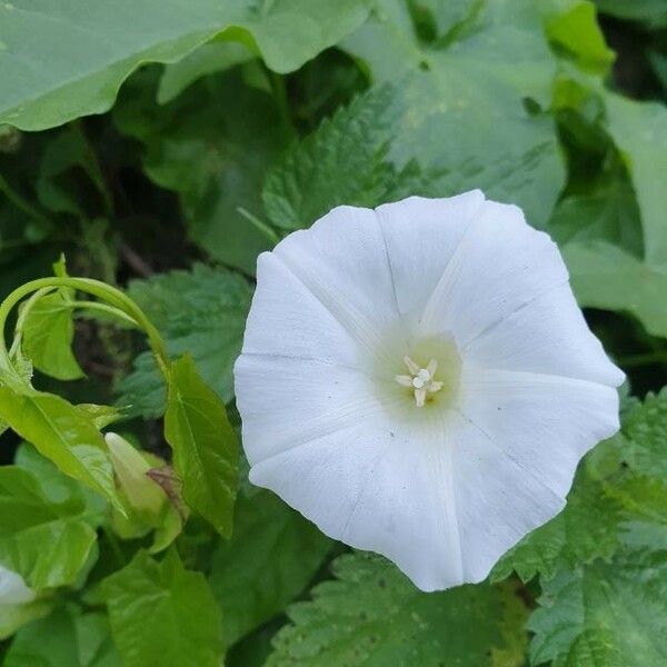 Convolvulus sepium Blüte