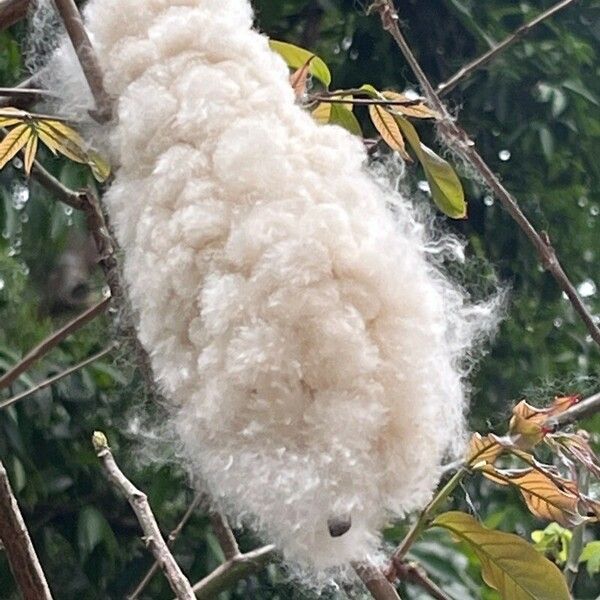 Ceiba pentandra ᱡᱚ