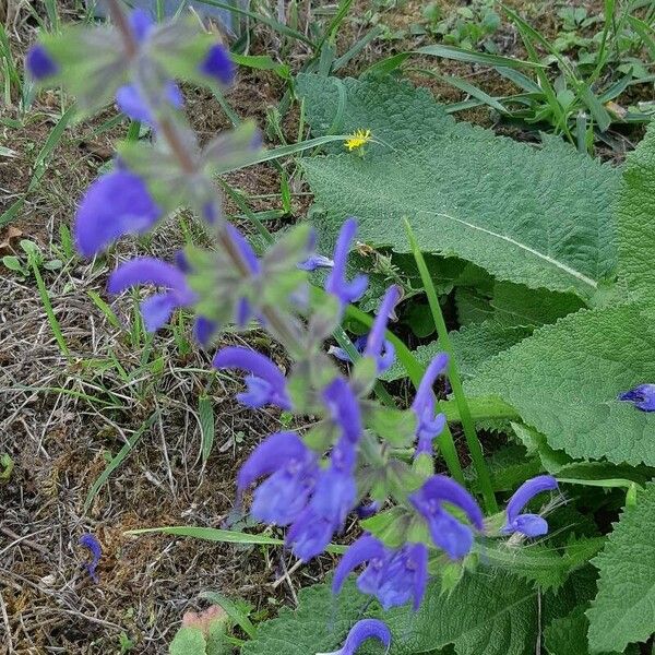 Salvia pratensis Flor