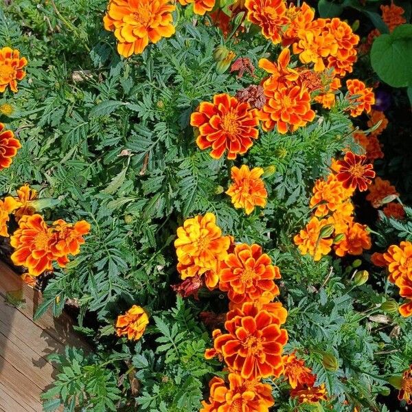 Tagetes erecta Alkat (teljes növény)