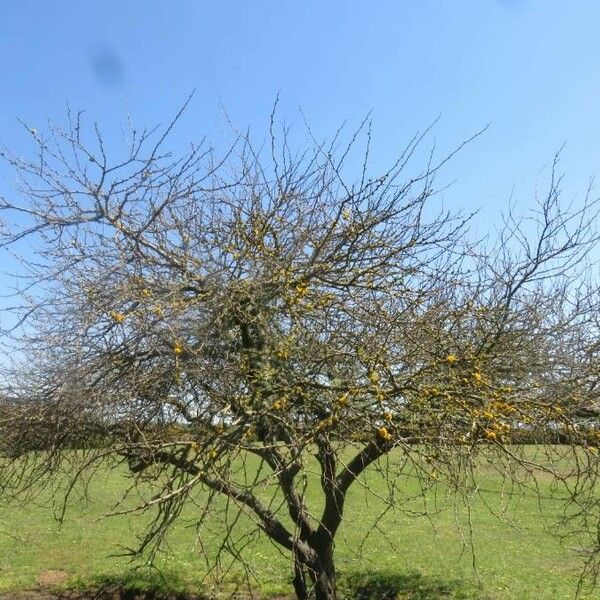 Vachellia caven Elinympäristö