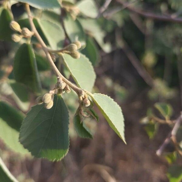 Grewia bicolor Folha