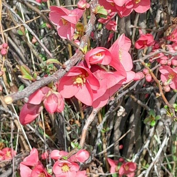 Chaenomeles speciosa Квітка