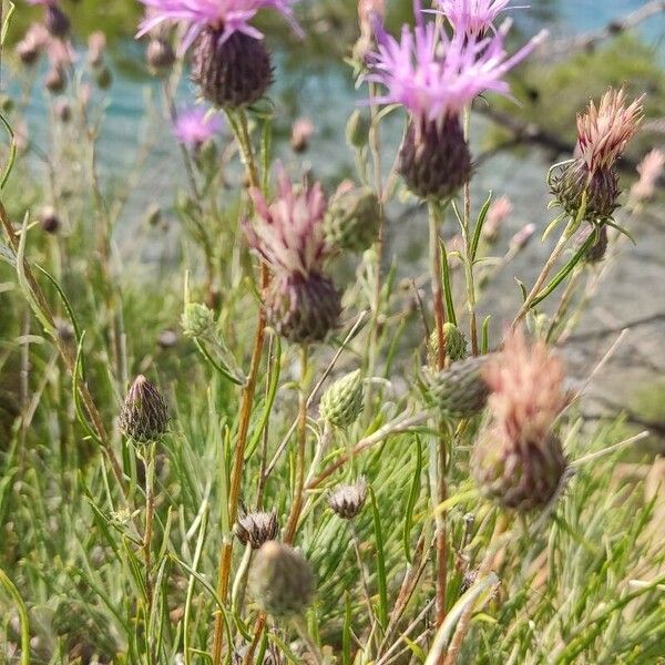 Ptilostemon chamaepeuce Blodyn