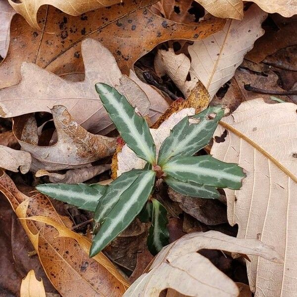 Chimaphila maculata Hoja