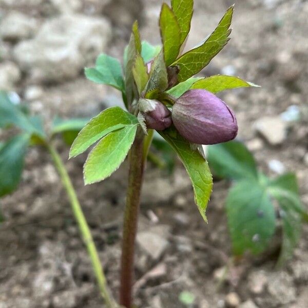 Helleborus orientalis Floro