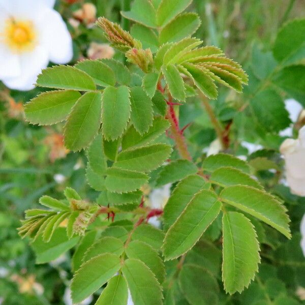 Rosa spinosissima Leaf