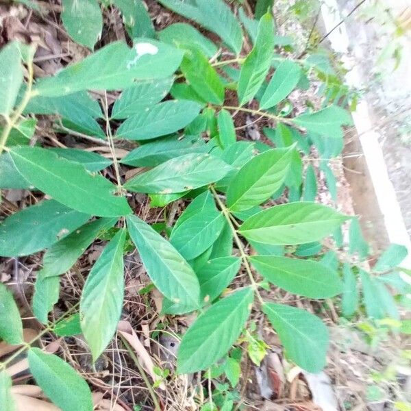 Derris elliptica Blad